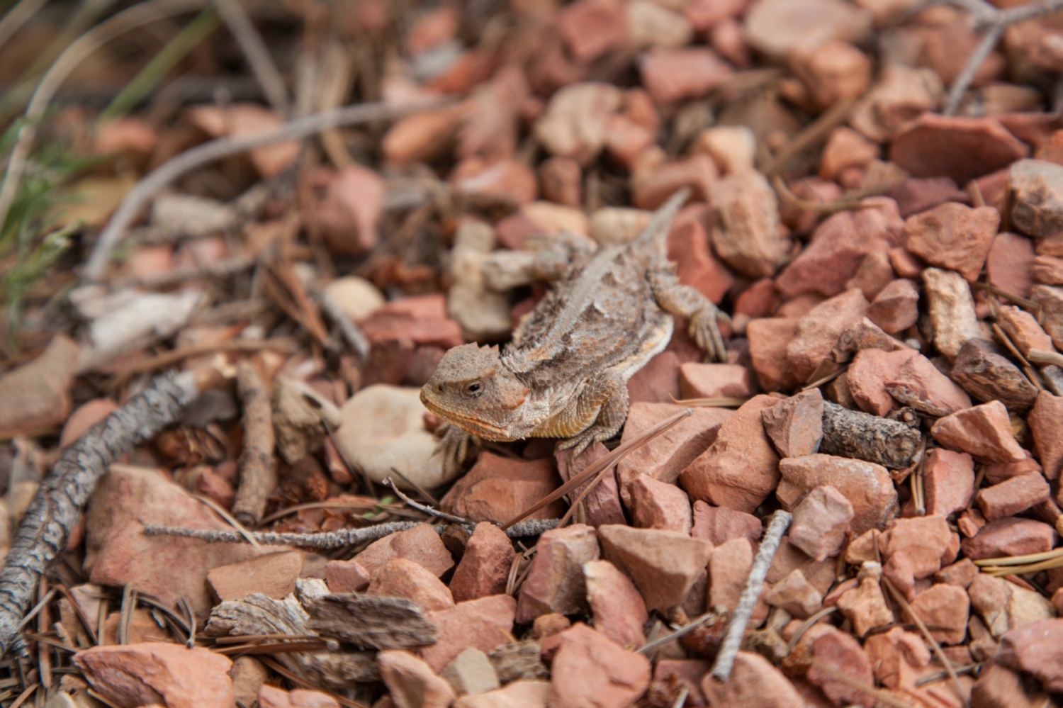 USA_Bryce Canyon_278